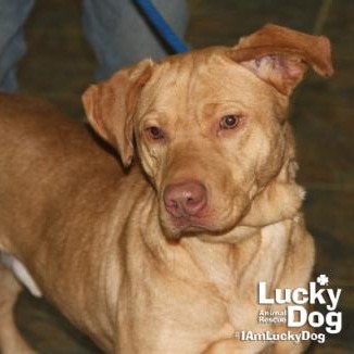 DAGWOOD - Retriever / Labrador available for adoption