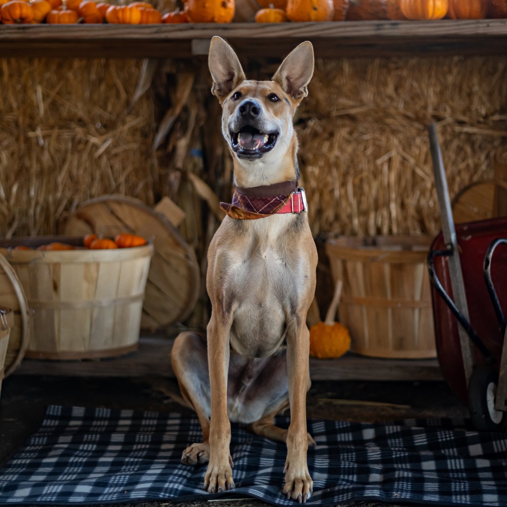 Stuart is available for adoption at Animal Friends Rescue Project