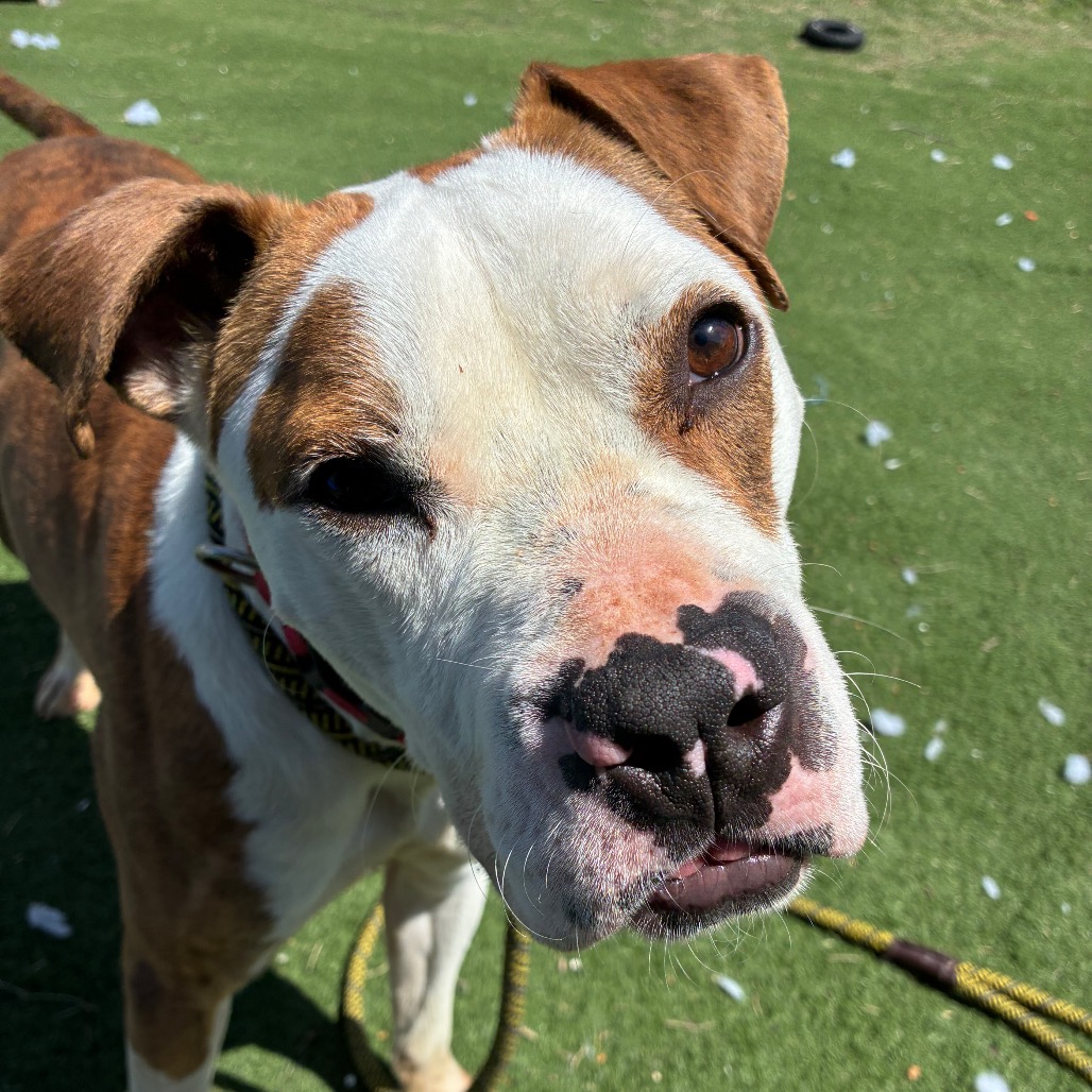 Johnny Rocket, a Terrier, Pit Bull