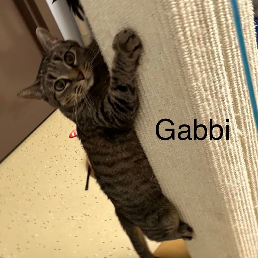 Gabbi--In Foster, photo 15