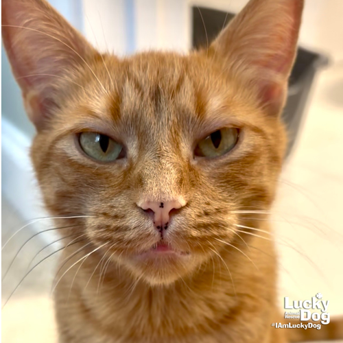 ELLE - Domestic Shorthair available for adoption
