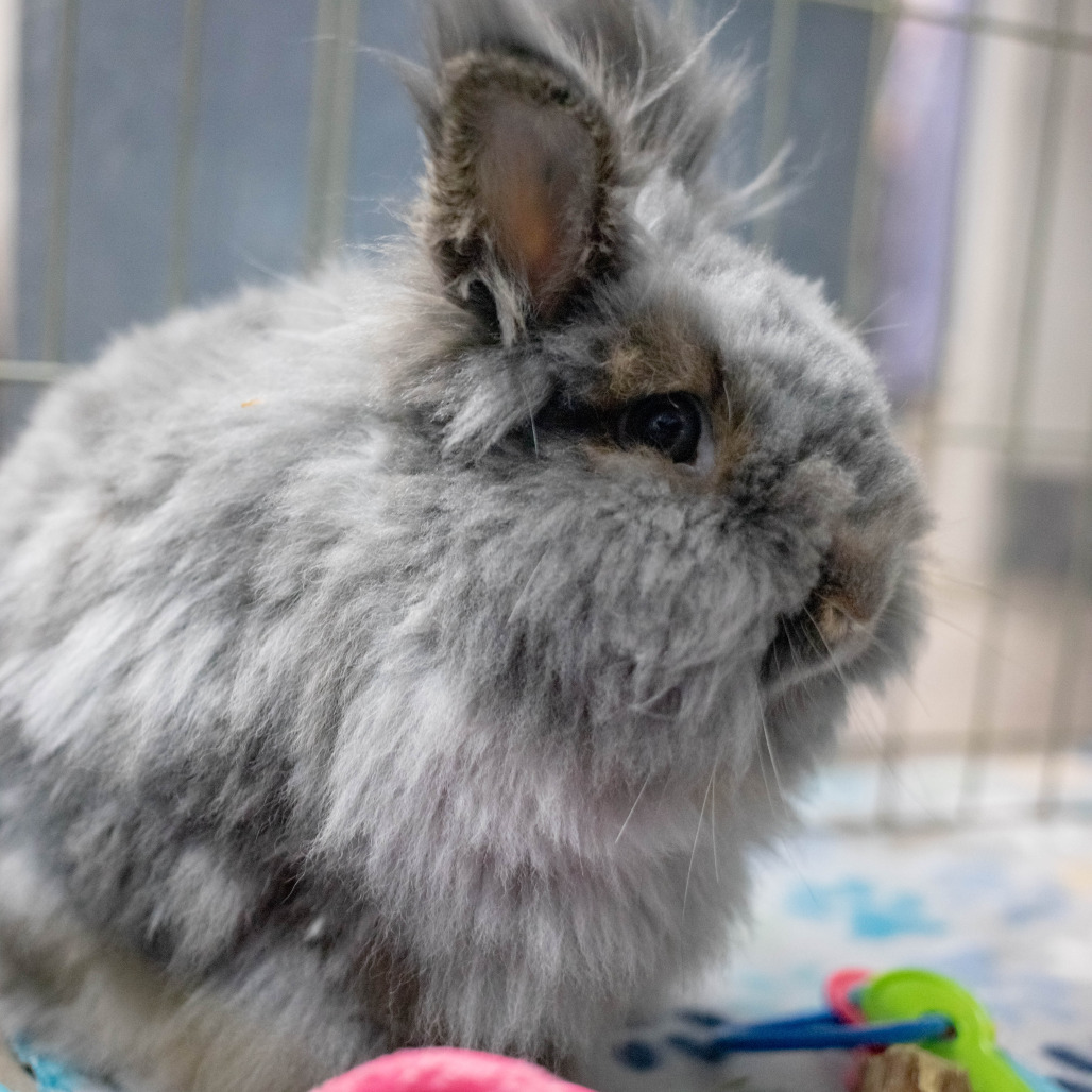 Chowder (bonded with Penny), photo 3