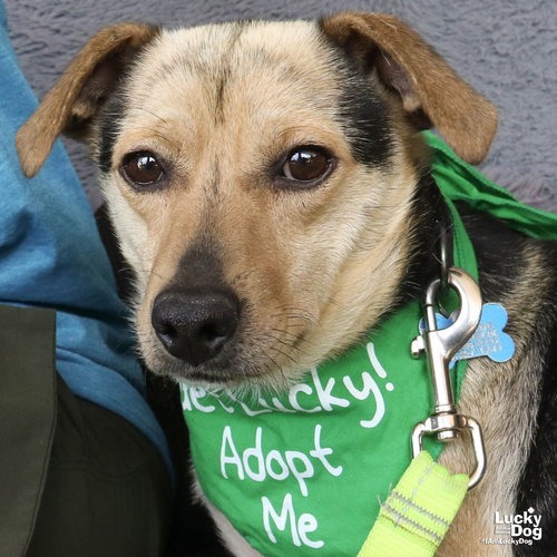 LIL PEEP - Dachshund / Terrier available for adoption