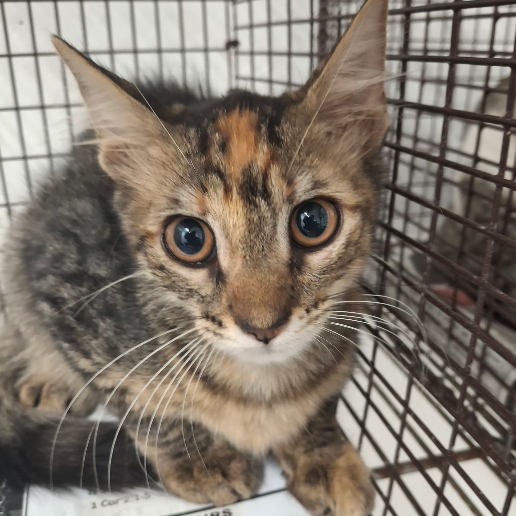 HELENA - Domestic Shorthair available for adoption