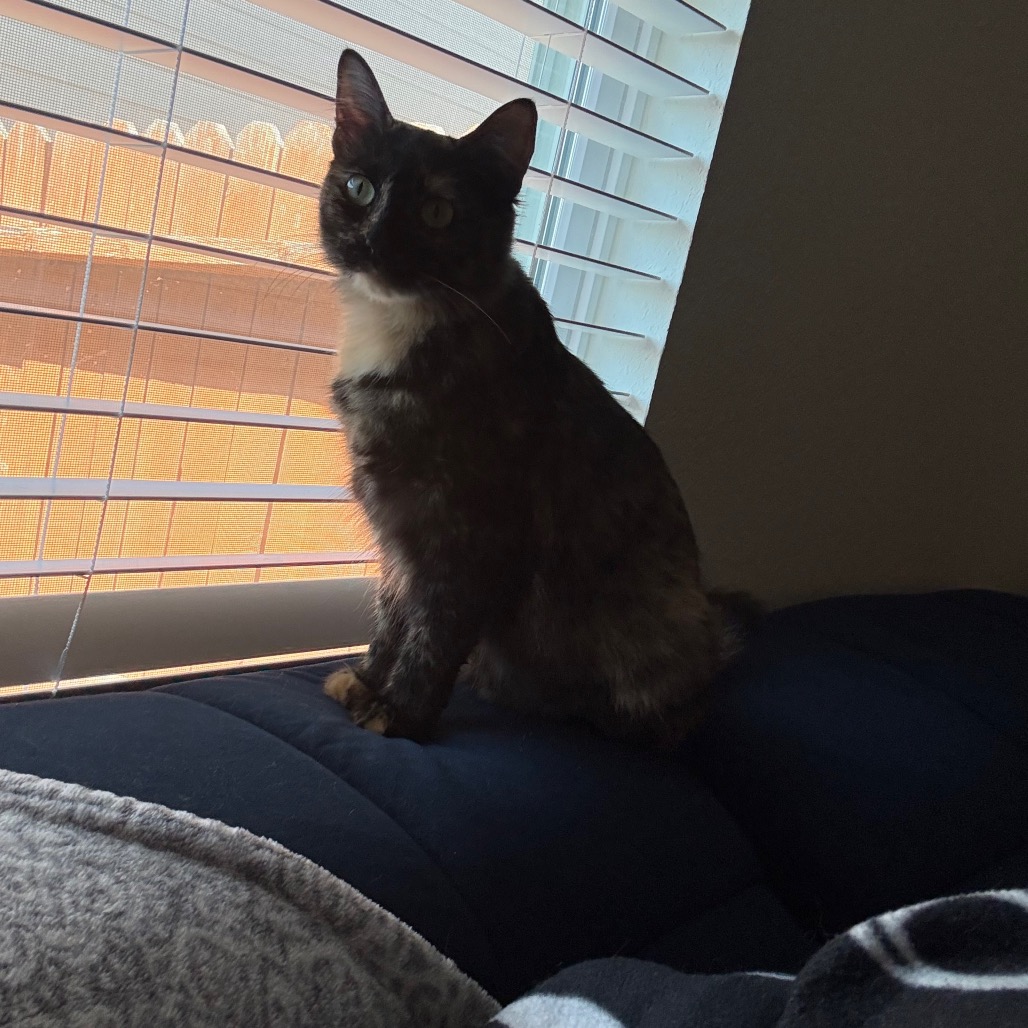 Artemis, photo 12