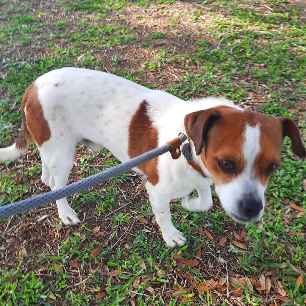 Bruiser photo 7