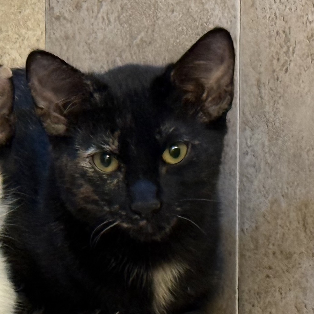 WINNY - Domestic Shorthair available for adoption
