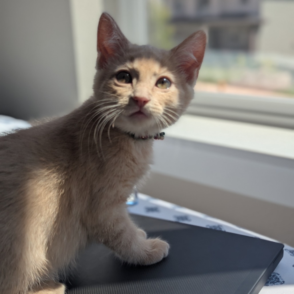 KANDY CORN - Domestic Shorthair available for adoption