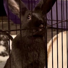JETT (BONDED WITH DAVID) - Other / Rex available for adoption
