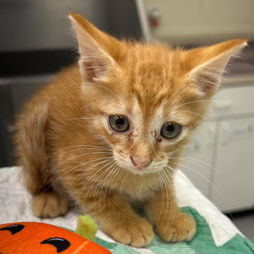 Punkin Pie 26-09-031