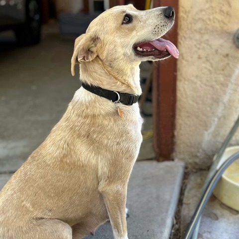 Liberty — thumbnail 2