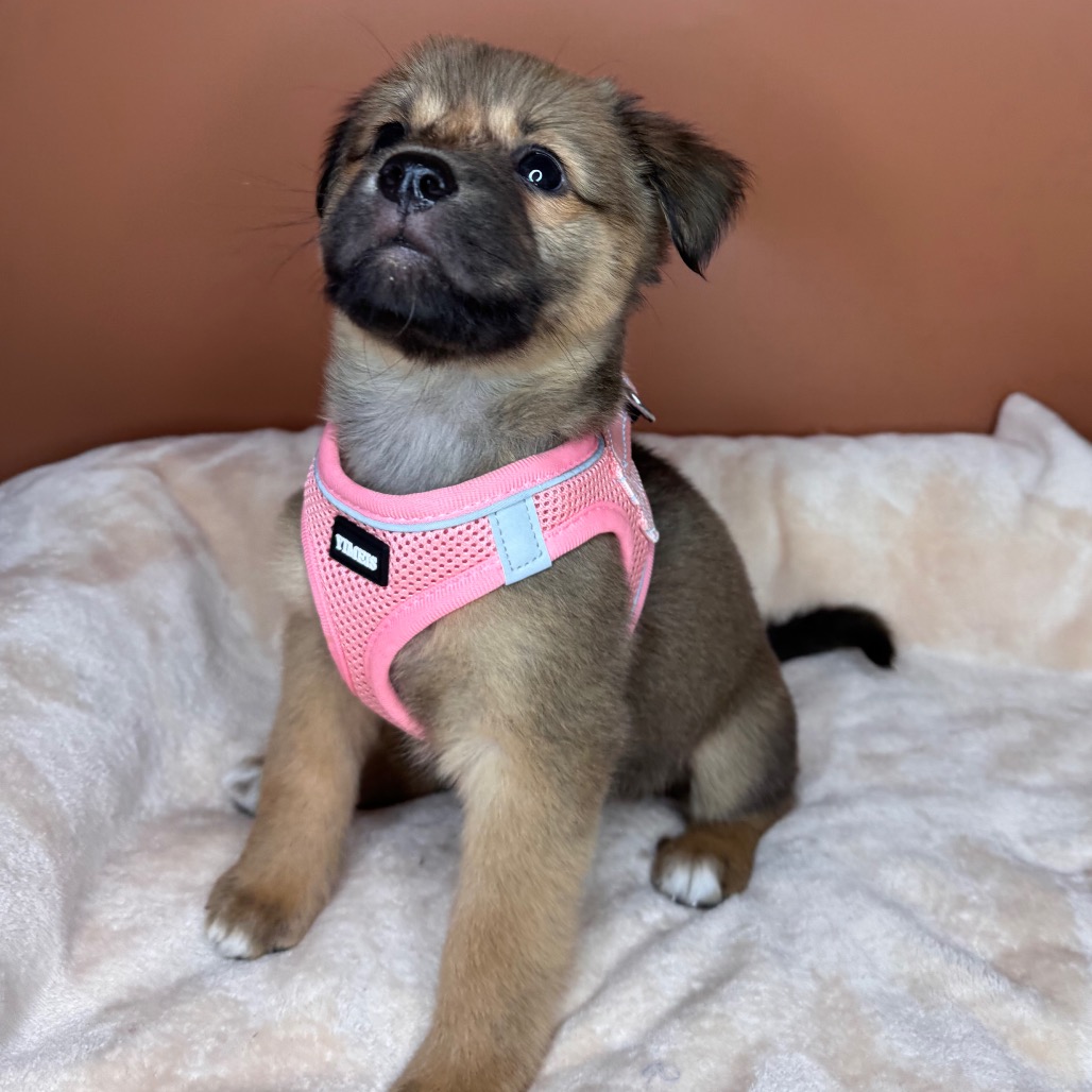 NOMI - Shepherd for adoption in San Antonio