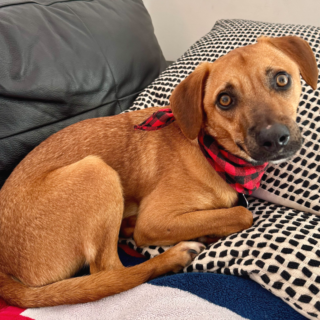 Rusty — thumbnail 3