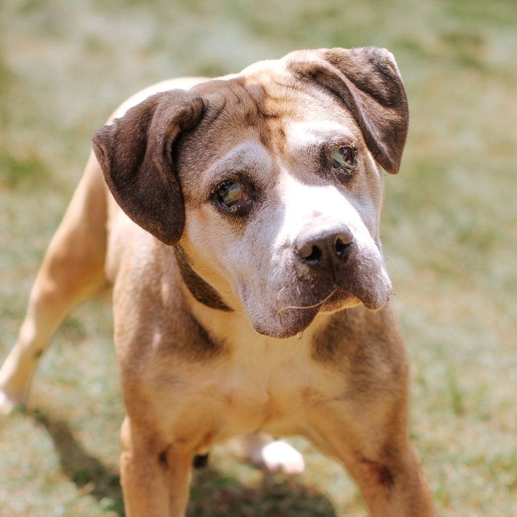 Pit Bull