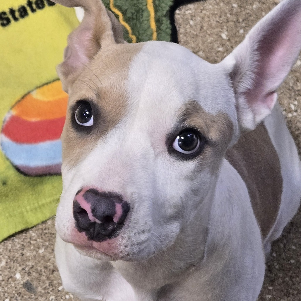 CIDER - Mixed Breed (Medium) for adoption in Santa Rosa