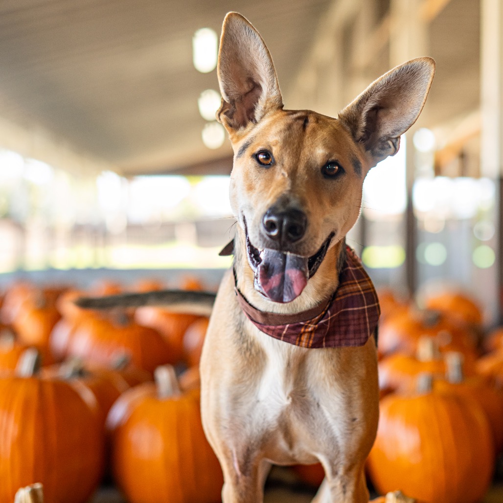 Stuart is available for adoption at Animal Friends Rescue Project