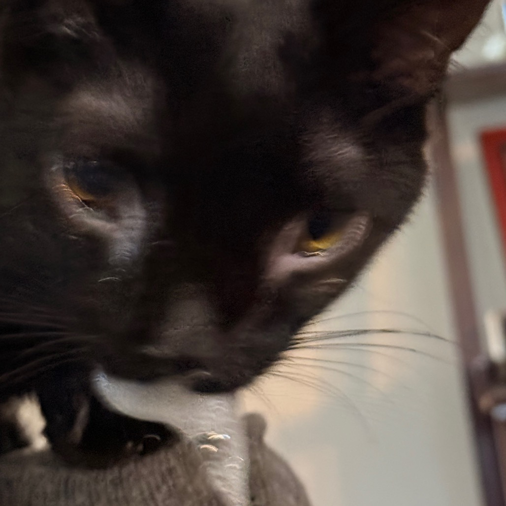 Panther, photo 4