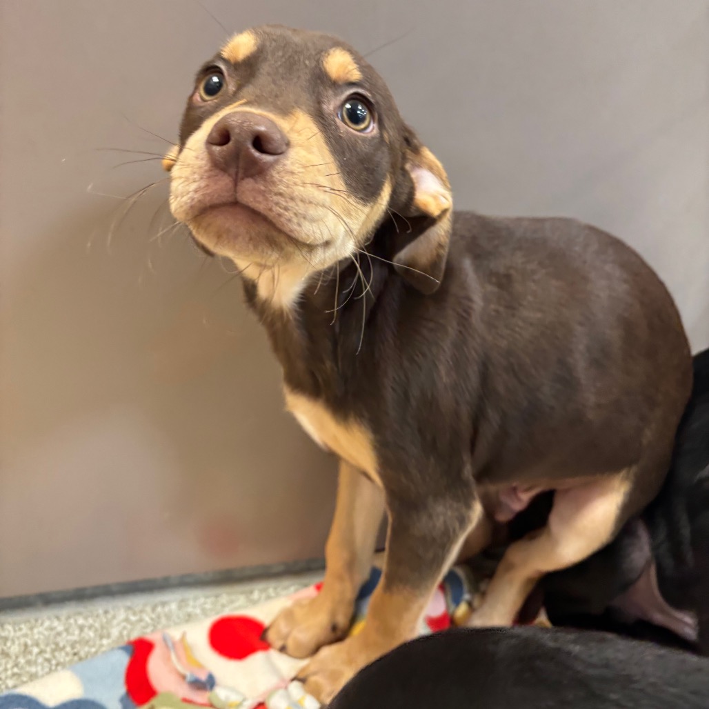 KETTLE - Mixed Breed (Medium) available for adoption