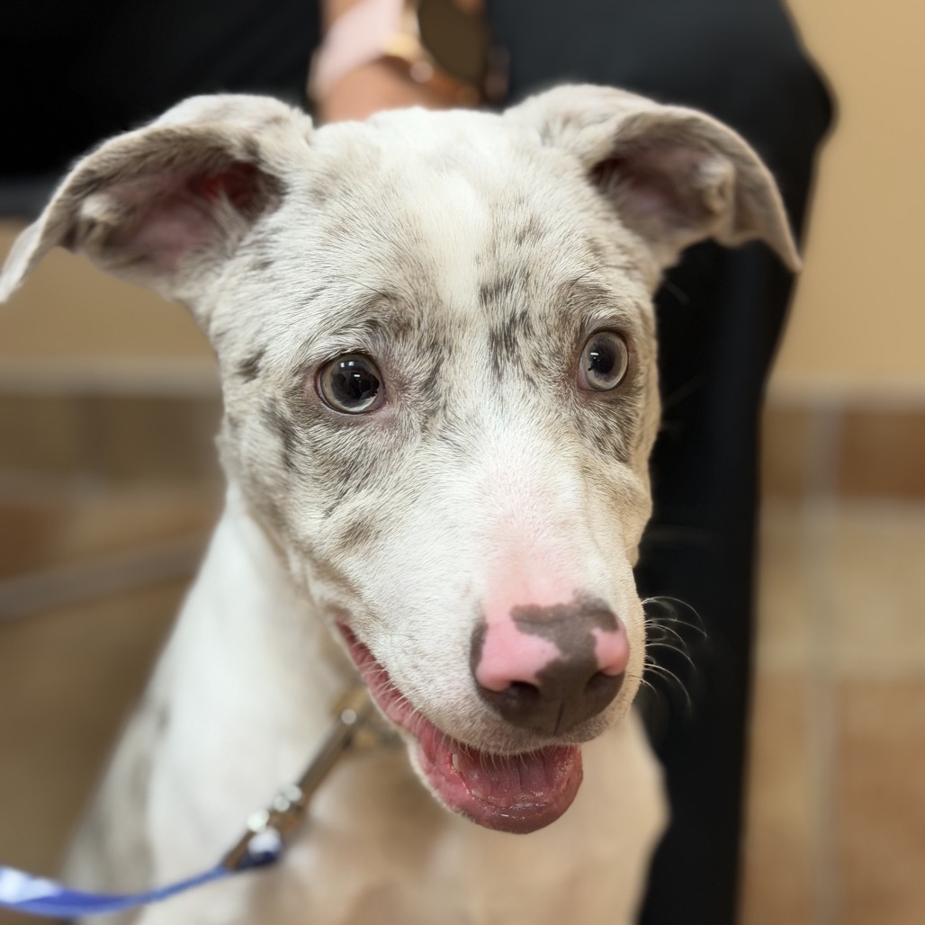 FWT DAISY (LEIA) - Cattle Dog / Australian (Blue Heeler) available for adoption