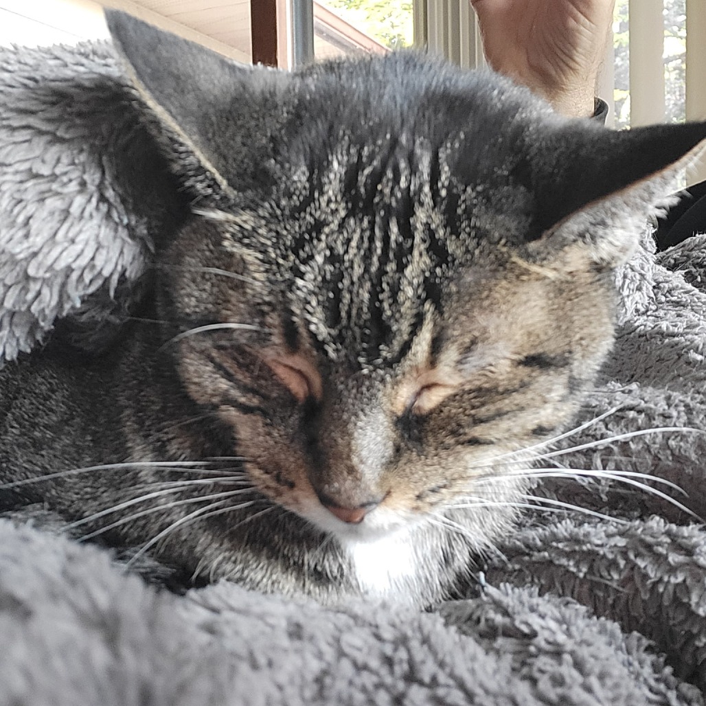 Lady Miss Sweetheart, a Domestic Shorthair