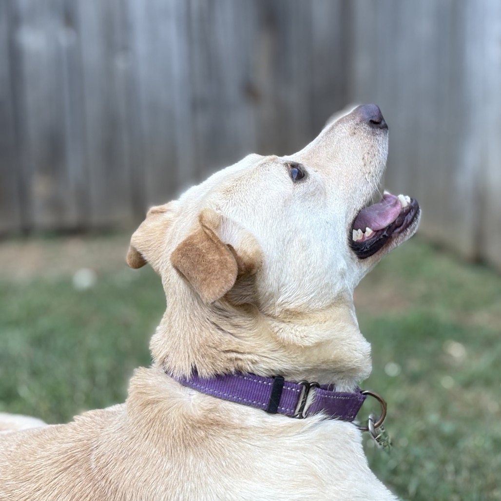 Butter, photo 26