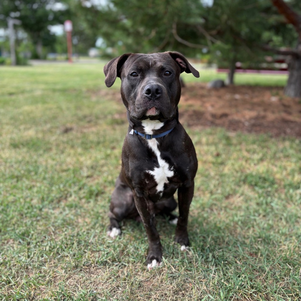 Creed--In Foster***ADOPTION PENDING***
