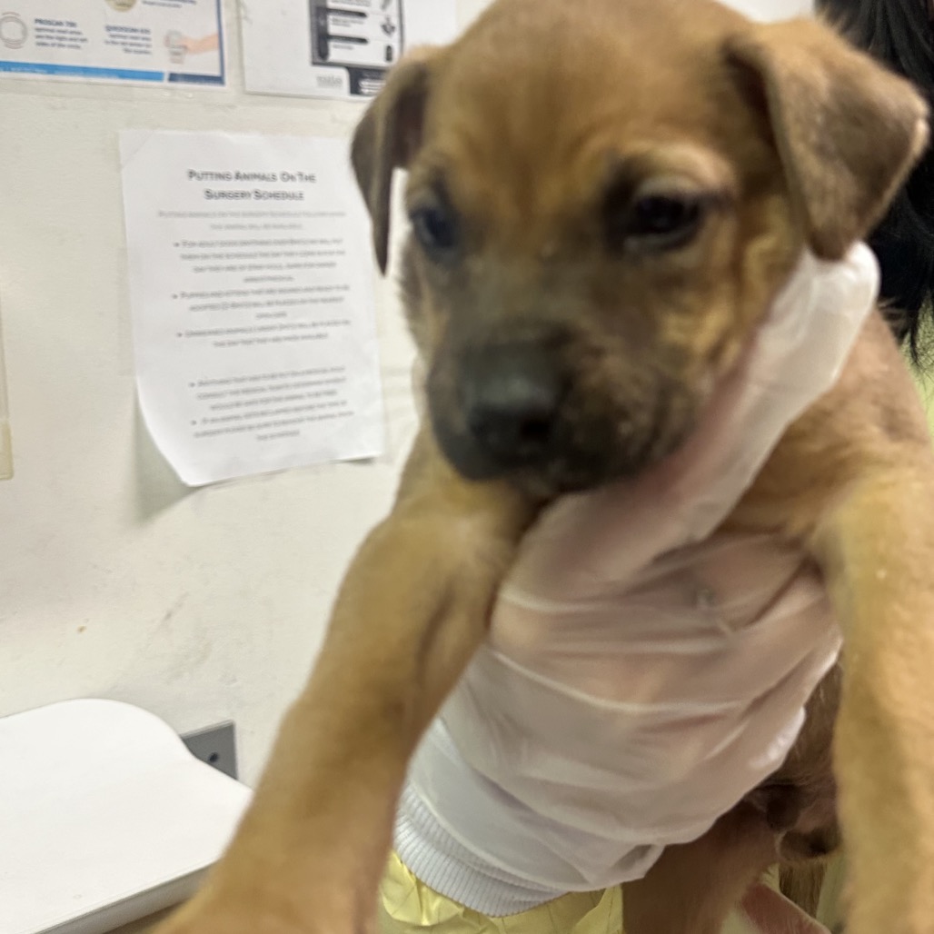 Mamushi — thumbnail 2