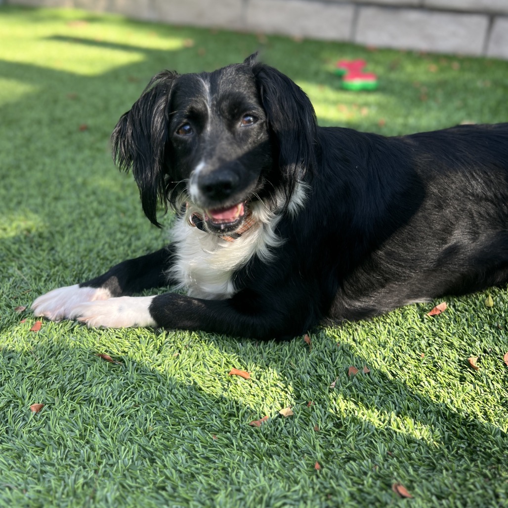 SADIE - Spaniel / Mixed Breed (Medium) available for adoption