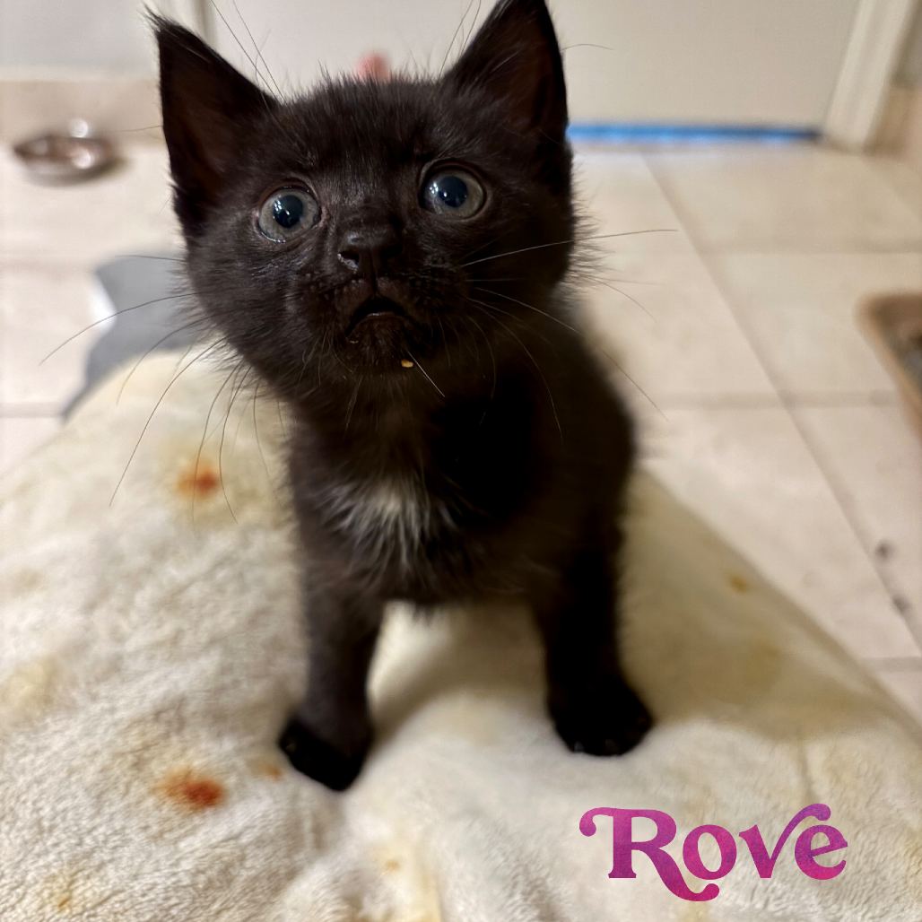 Rove, photo 2