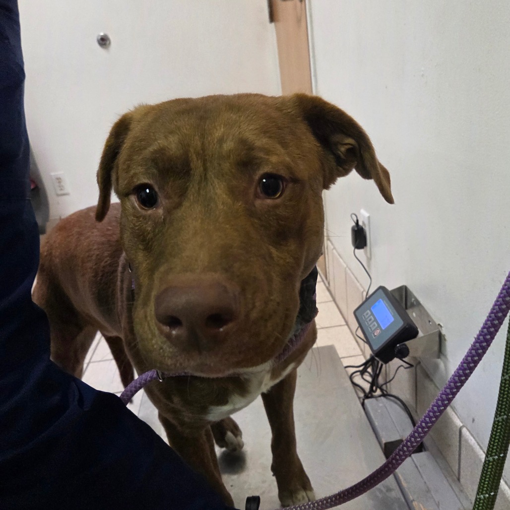 Batman — thumbnail 2