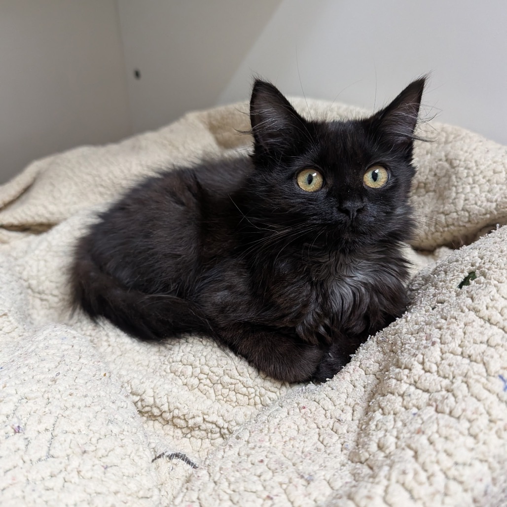 CALYPSO - Domestic Longhair available for adoption