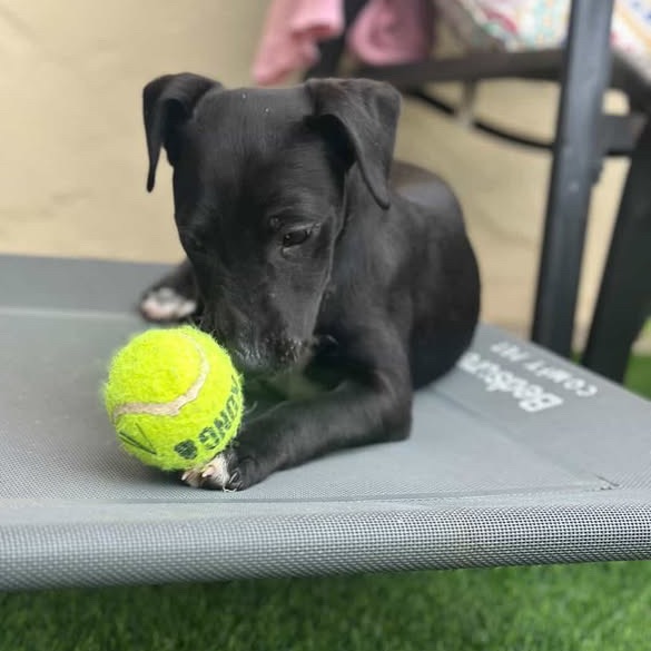 Onyx — thumbnail 3