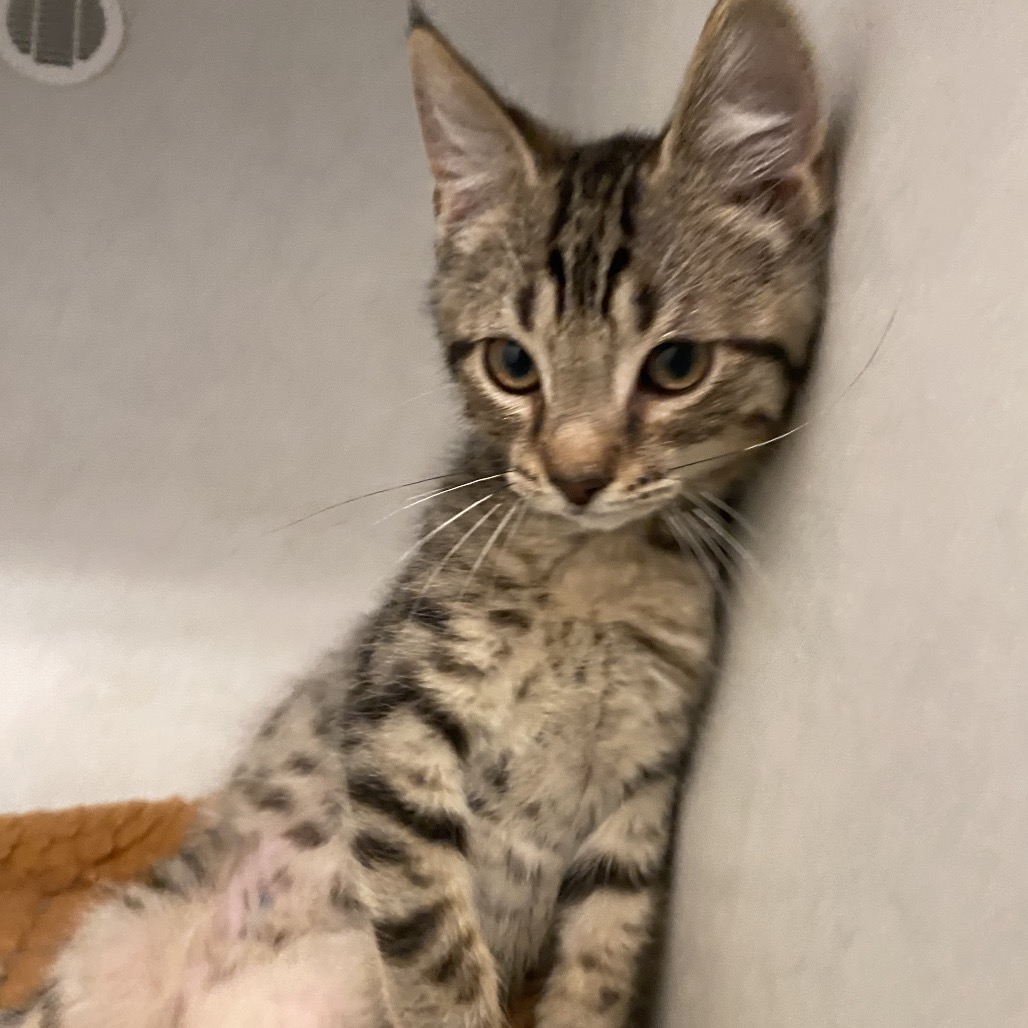 FRED - Domestic Shorthair available for adoption
