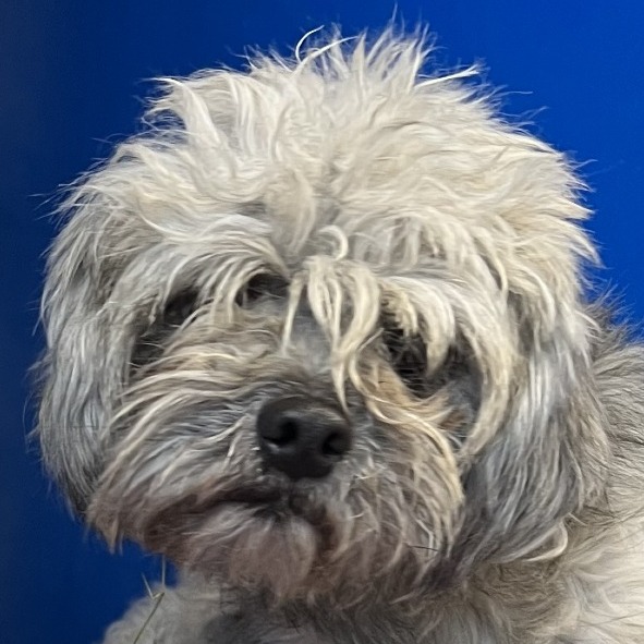 FLOPSY - Mixed Breed (Small) available for adoption