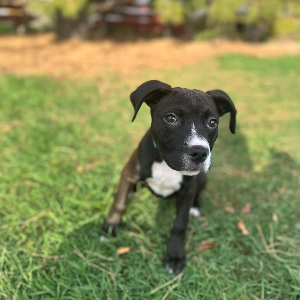 Josianne--In Foster***ADOPTION PENDING***