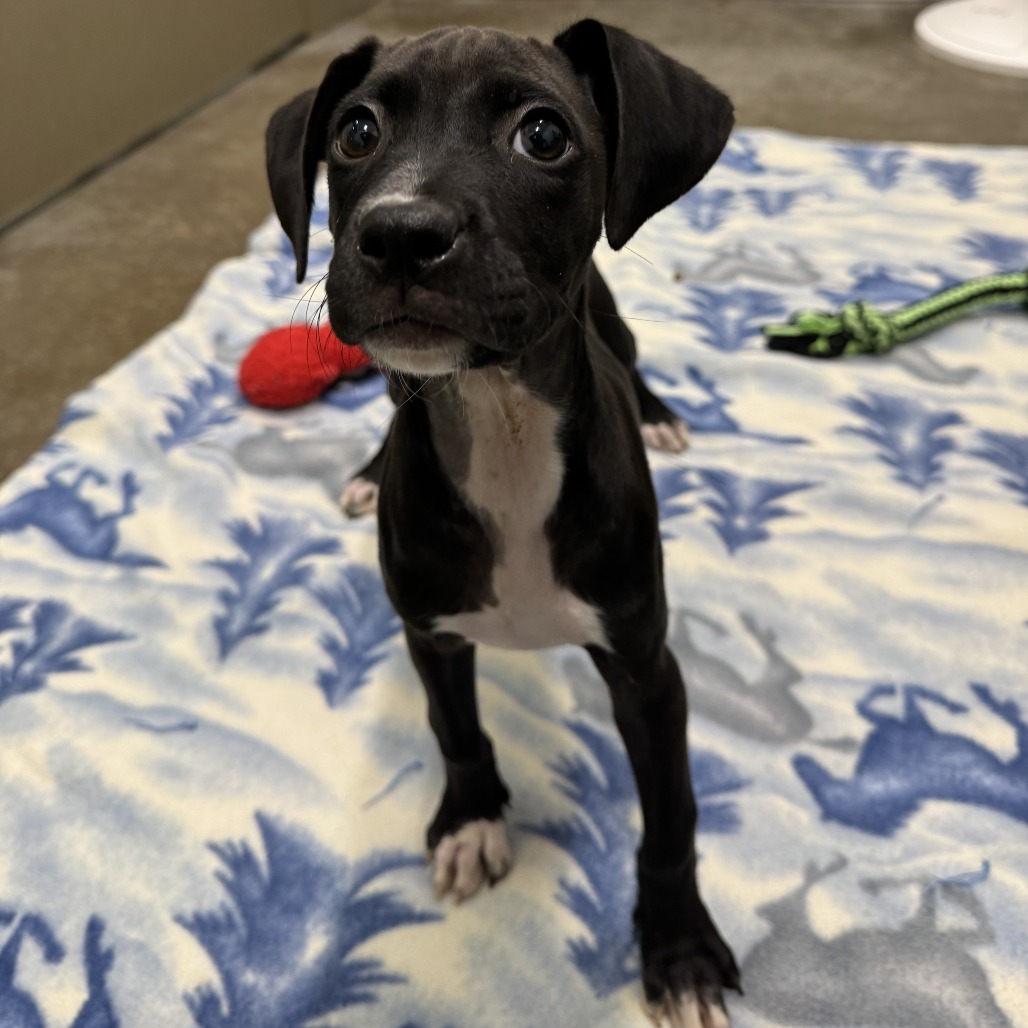 POLAR BEAR - Mixed Breed (Medium) available for adoption
