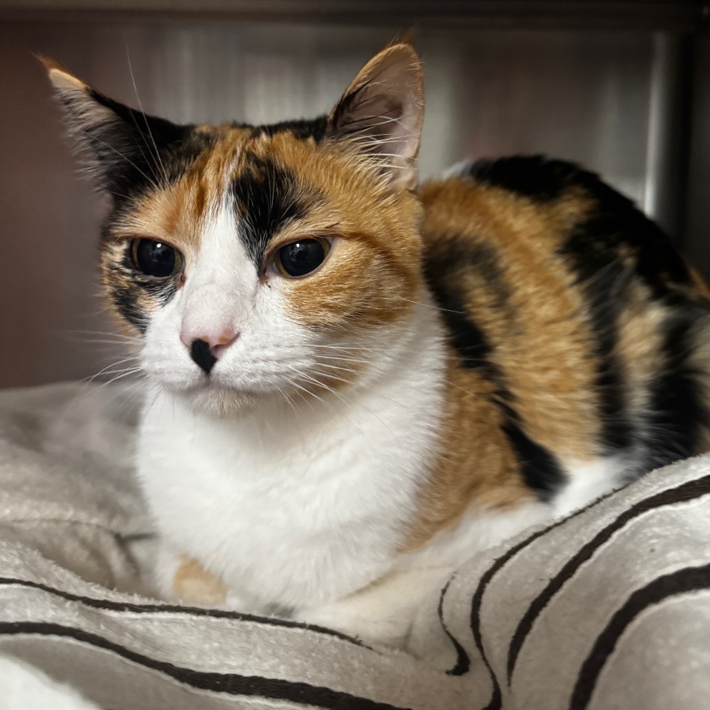 CLEO - Domestic Shorthair available for adoption