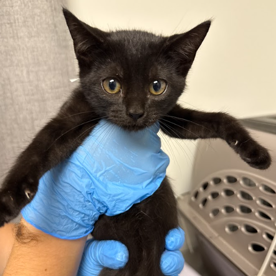 STEVIE NICKS - Domestic Shorthair / Mix available for adoption