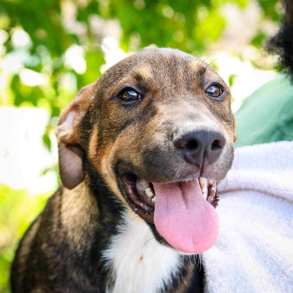 MAILBOX - Shepherd, German / Collie available for adoption