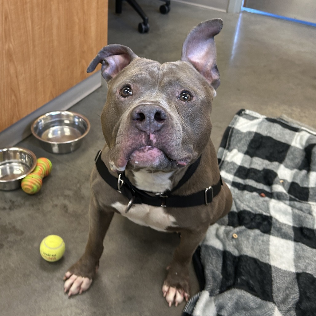 Photo of Blueberry Jam 14