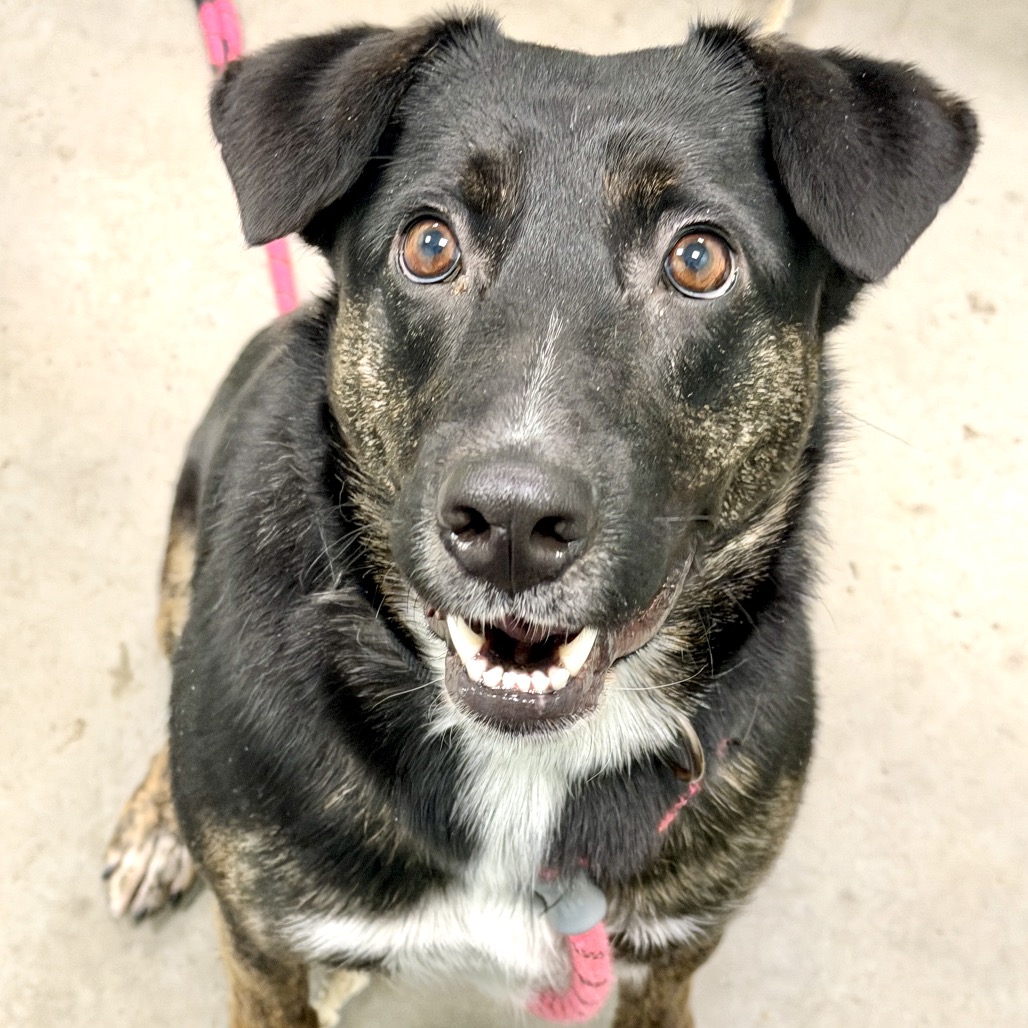 KAMMY - Mixed Breed (Medium) available for adoption