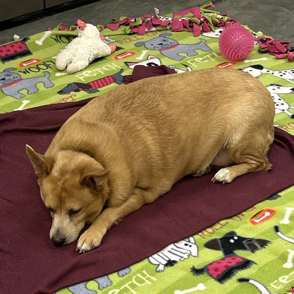 Photo of Cheddar Roberta 8