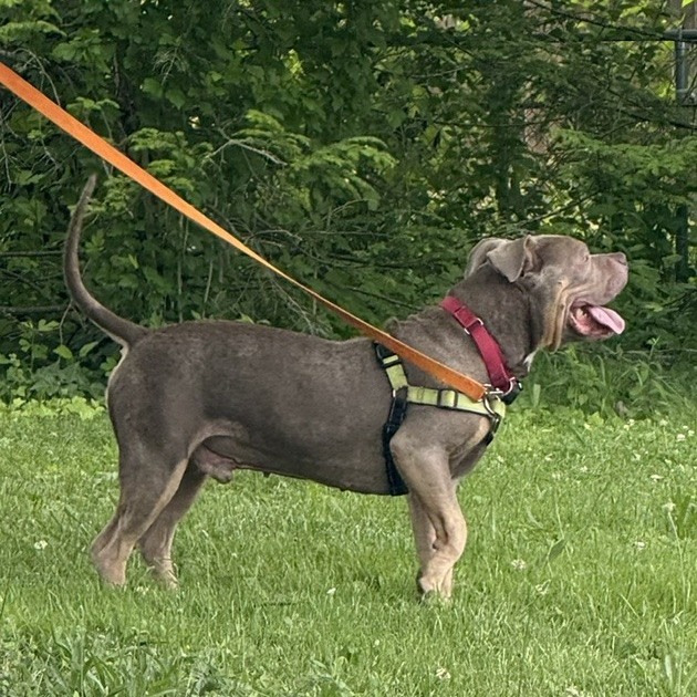Photo of Meatball 12