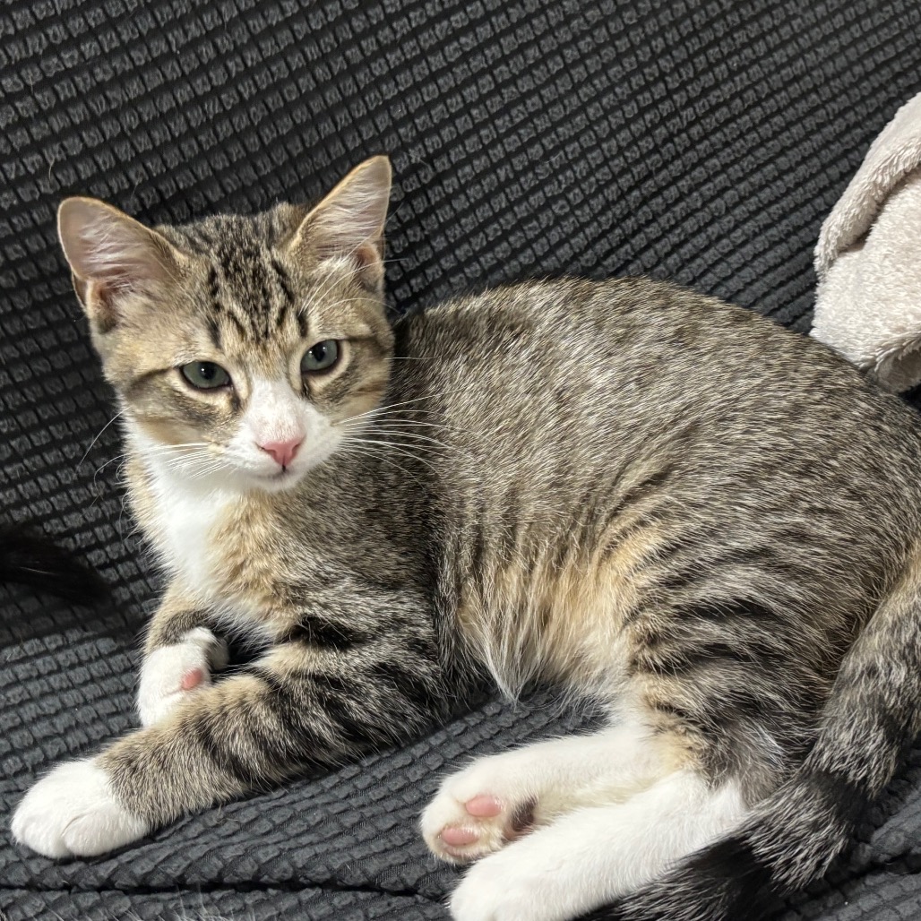 PEANUT - Domestic Shorthair available for adoption