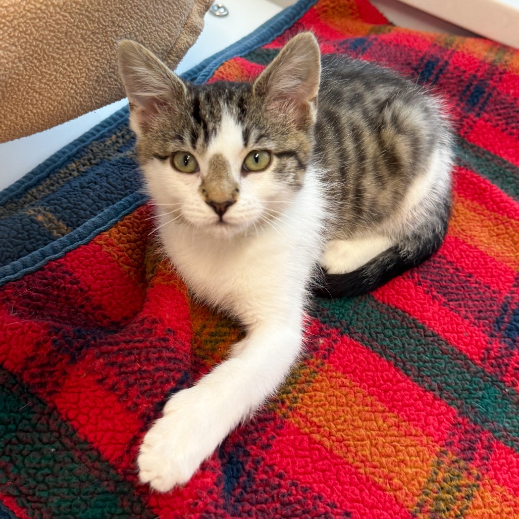 Cici
