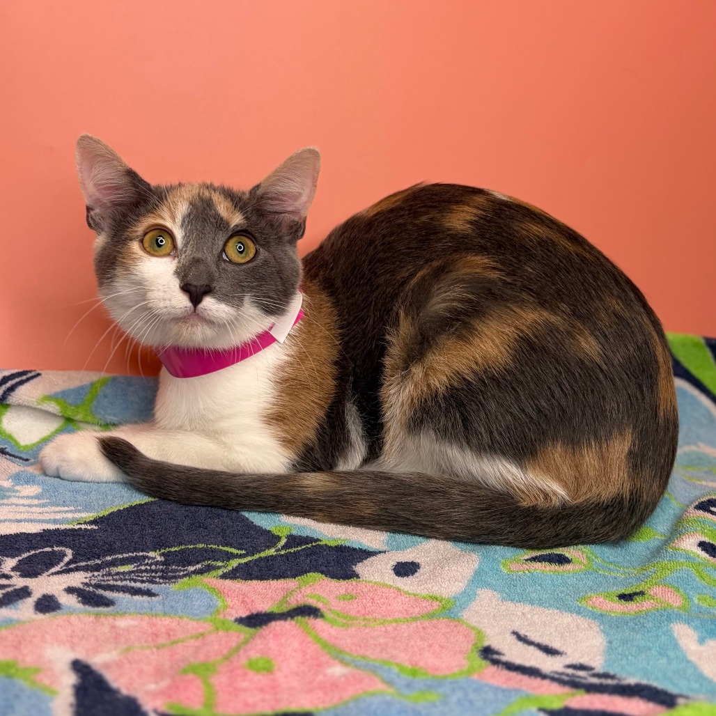 JAPANESE BREAKFAST - Domestic Shorthair available for adoption
