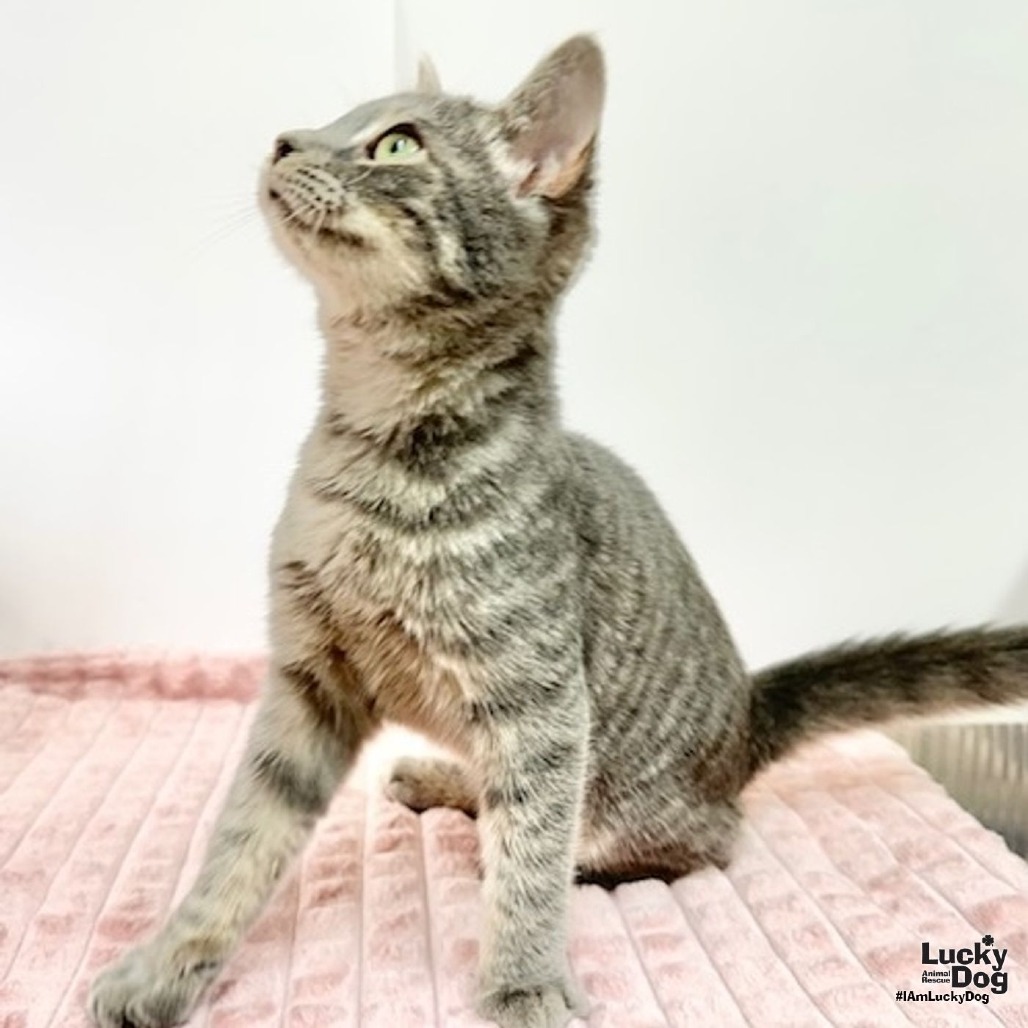 YANNI - Domestic Shorthair available for adoption
