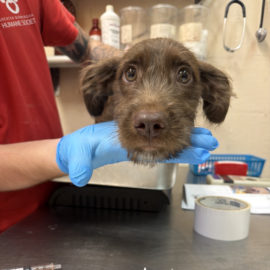 Terrier