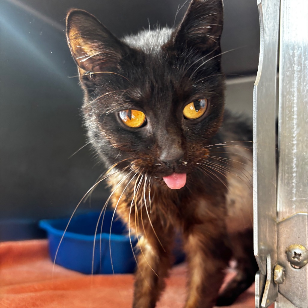 Squiggles -I'm in a foster home, Call to meet with me!, photo 2