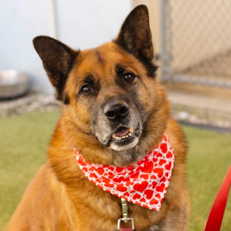 Close-up photo of Sampson